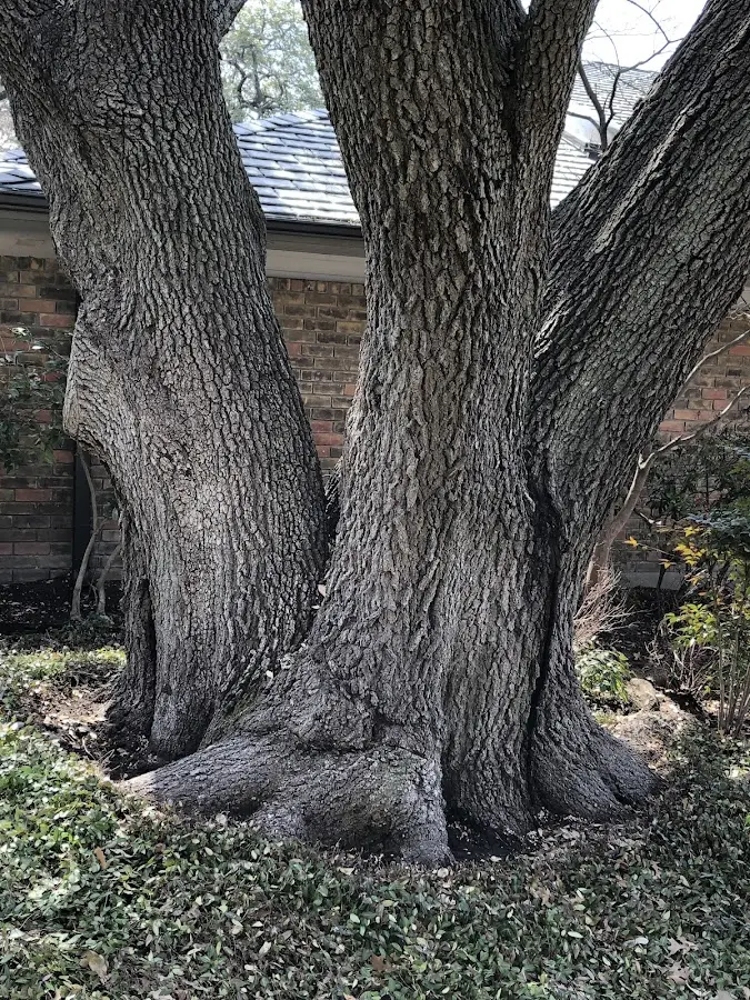 Mature heritage tree close to a Cornwallville property cared for by certified arborists